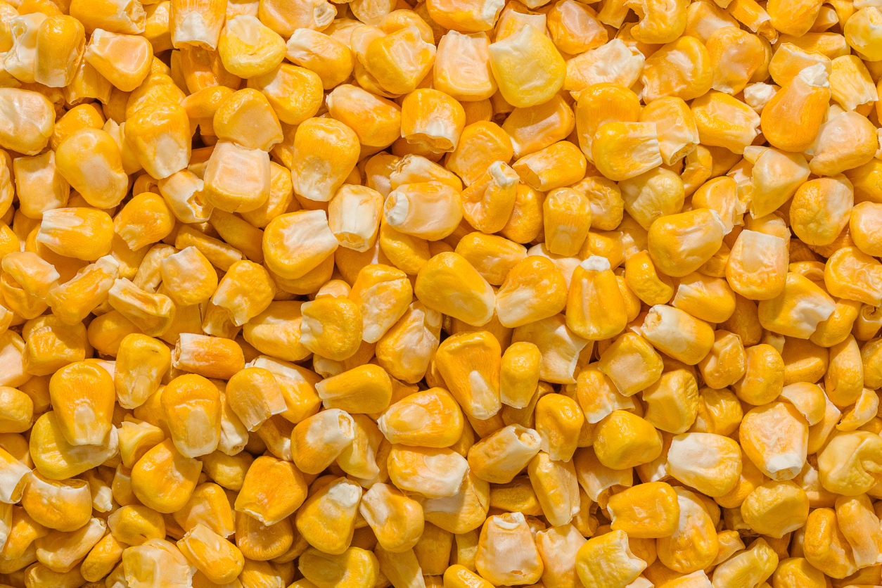 Milho, versátil e nutritivo!